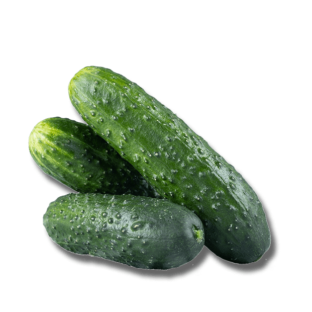 Discover our stars, cucumbers