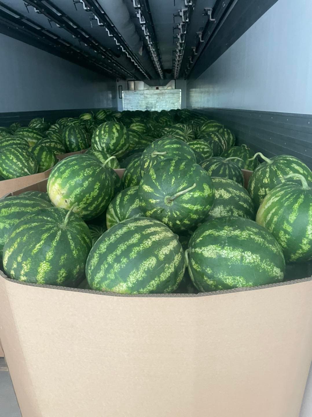 Watermelons, the sweet taste of the sun 1