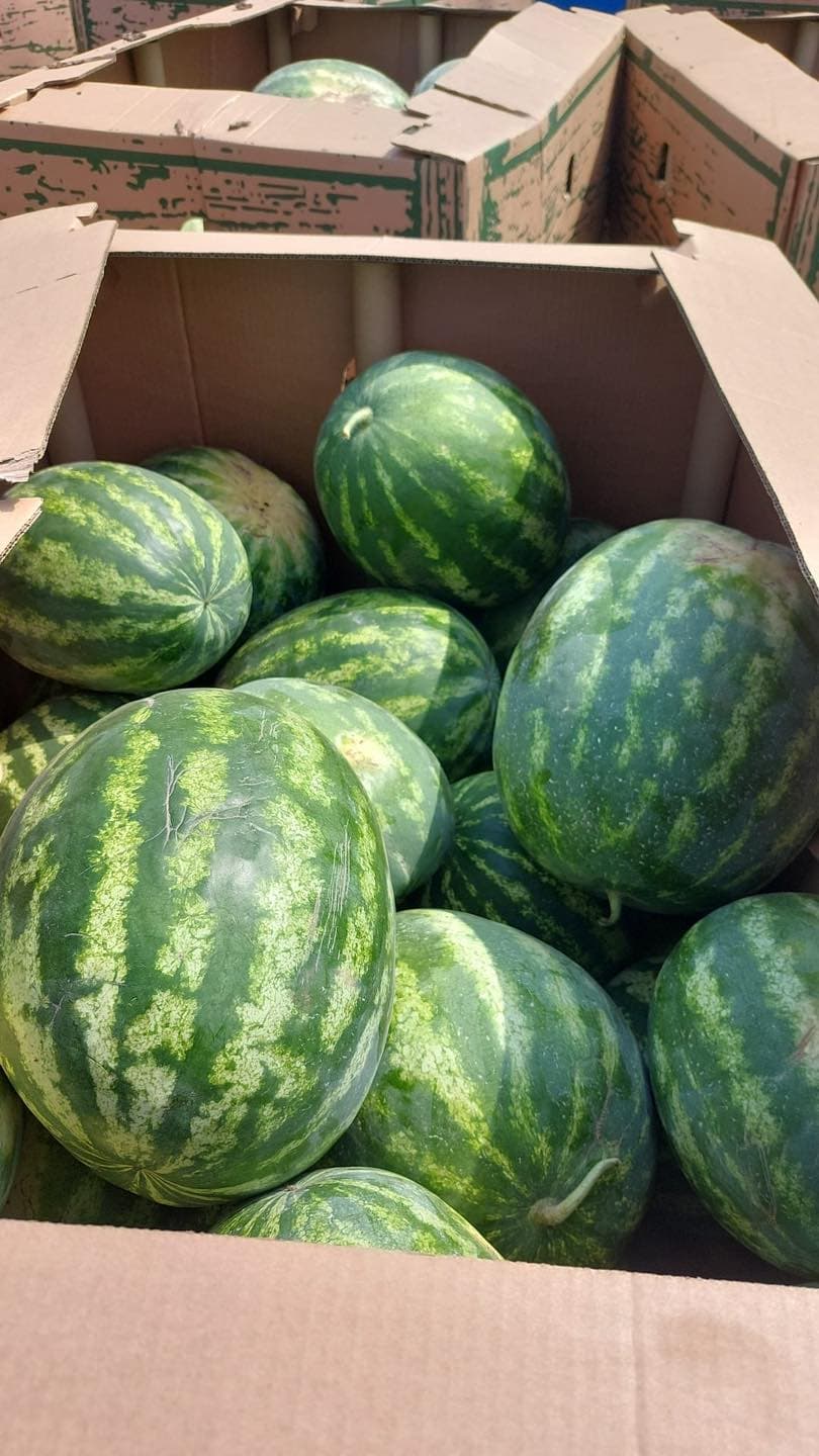 Watermelons, the sweet taste of the sun 2